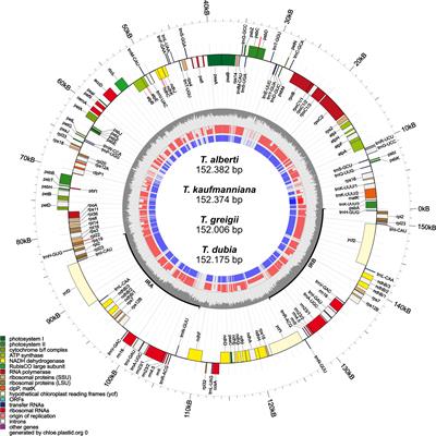 Kazakhstan tulips: comparative analysis of complete chloroplast genomes of four local and endangered species of the genus Tulipa L.